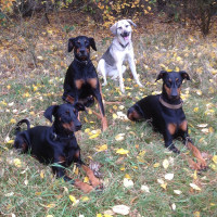 Hunde-Zubehör