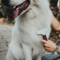 Hunde Pflege und Hygieneartikel