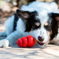 Hundespielzeug & Training