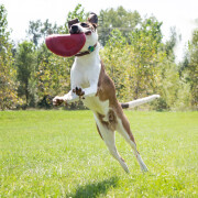Hundespielzeug KONG Flyer Frisbee