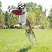 Hundespielzeug KONG® Flyer Frisbee