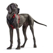 HUNTER Hundegeschirr Neopren