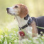 Hundemarkentäschchen aus Naturleder