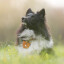 Hundemarkentäschchen aus Naturleder