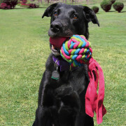 Hundespielzeug KONG® Wubba™ Weaves