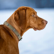 Lederhalsband Waldsheriff khaki-cognac 40cm/24mm Eisen verchromt (silber)