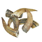Heidschnucken Horn groß ab ca. 15 cm