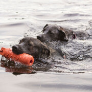 Hundespielzeug KONG® Training Dummy 27 cm