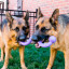 Hundespielzeug KONG® Ogee™ Stick 30 cm