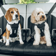 Thule Cappy Hundegeschirr